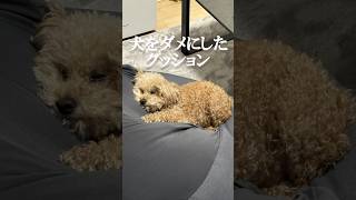 犬をダメにしたクッション！犬をダメにするクッション#トイプードル #犬#ペット