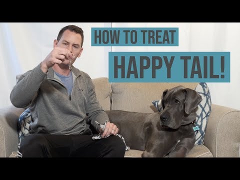 Treating Happy Tail Syndrome in Great Danes | Great Dane Care