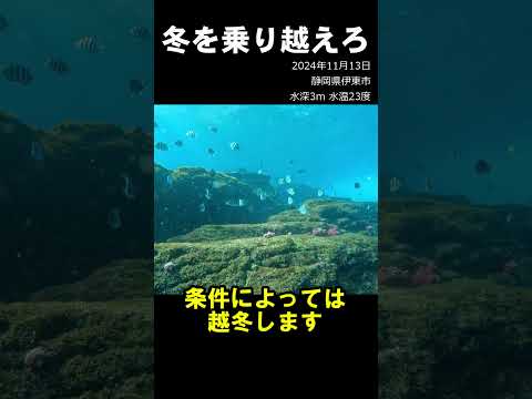 秋でも元気なオヤビッチャ #水中映像 #オヤビッチャ #季節来遊魚