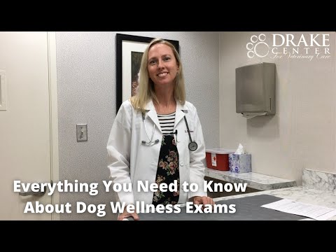 Everything You Need to Know About Dog Wellness Exams