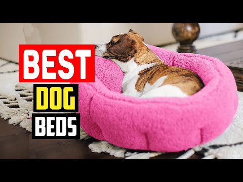 ✅Top 5 Best Dog Beds of 2023