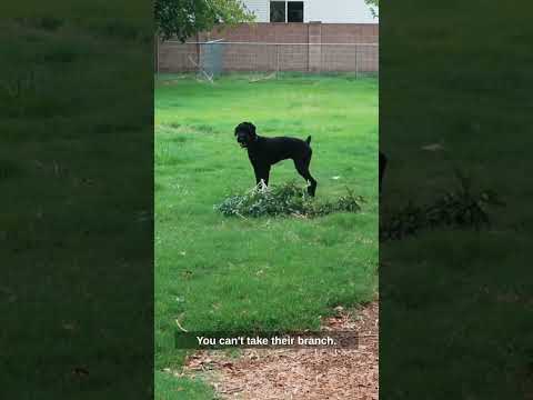 Girl loves her sticks 🤣