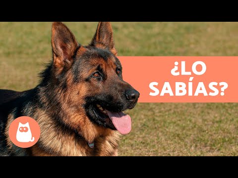 10 COSAS que no SABÍAS del PASTOR ALEMÁN 🐕 ¡Datos que te Sorprenderán!