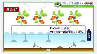 2年連続浸水被害のトマト農家 “浮かせる”対策で水害と共存へ 発想のヒントはなんと聖書【佐賀県】 (22/06/30 18:20)