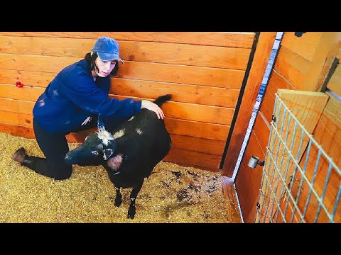 Hold still, mama -- we gotta pull these babies! (goat birth labor & delivery)