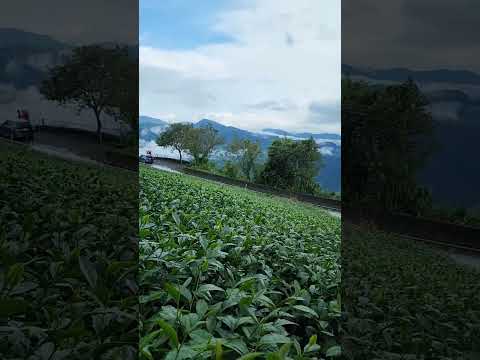 雨水滋潤後的翠綠茶田