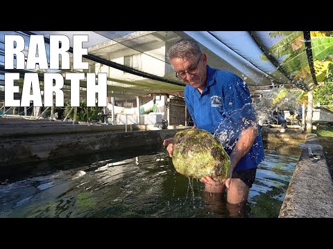 Help This Man Save A Nearly Extinct Species By Eating It