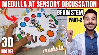 ts of medulla oblongata at sensory decussation | brainstem anatomy 3d | medulla oblongata anatomy