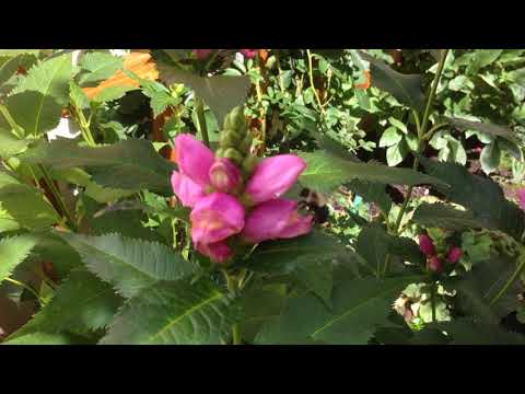 Beautiful Bees on flowers