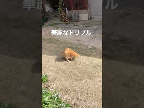 目指せ！ニャーるどカップ　　　　#shorts#猫 l#ねこ #仔猫 #子猫 #茶トラ #ネコ #動物 #サッカー#ワールドカップ