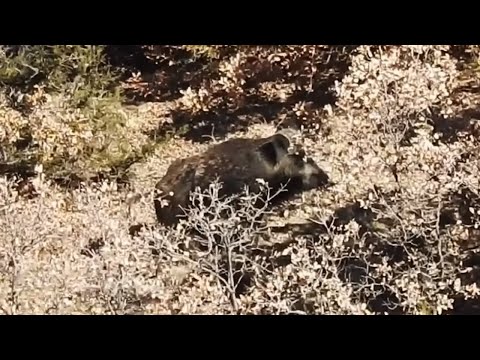 SUPER WILD BOAR HUNT - EFSANE AZILI DOMUZ VURUŞLARI