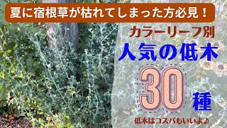 《低木でお庭作りは楽になる！メリットいっぱい♪おススメ低木３０種》日向～半日陰向き／カラーリーフ別／定番～改良品種／鉢でも育てやすい品種／注意！寒さで枯らした樹種／花木・庭木・植木