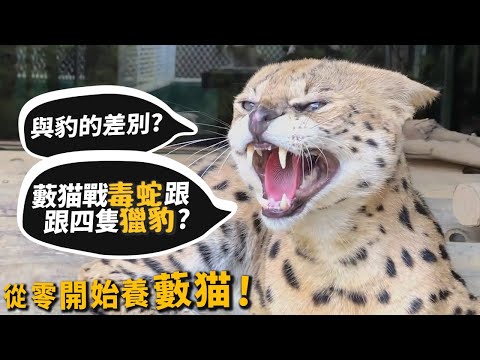 【從零開始養】藪猫!與豹的差別?敢與毒蛇跟獵豹打鬥?【許伯簡芝】Serval