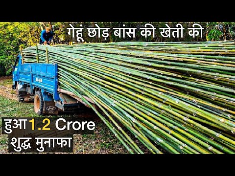 बांस उगाने से बेचने तक पूरी जानकारी Bamboo farming in India Bhopal profit business agriculture