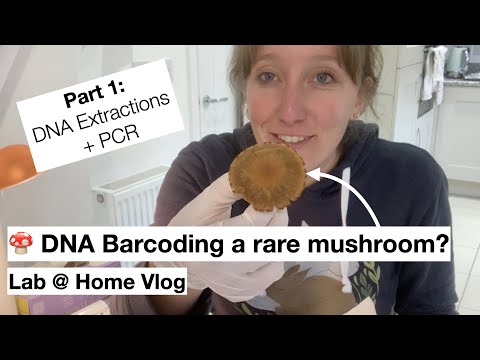 🍄 Is this a rare mushroom? DNA Barcoding Part 1: DNA Extractions + PCR