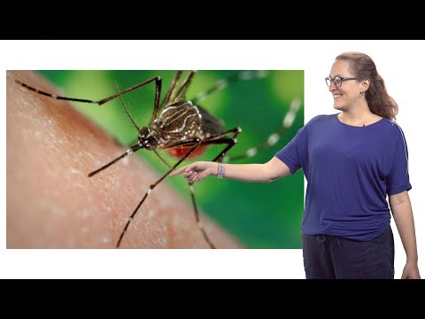 Rebecca Christofferson (LSU) 2: Math and Mosquitoes