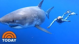 Ocean Ramsey Shares Exclusive Video Of Swimming With Massive Great White Shark | TODAY