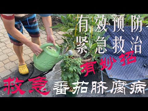 【渔耕笔记】种番茄 防脐腐病 | 如何预防杜绝西红柿脐腐病及得病后应急治疗方法