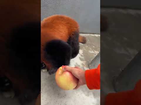 Lulu the red panda The red panda runs away when it sees an apple