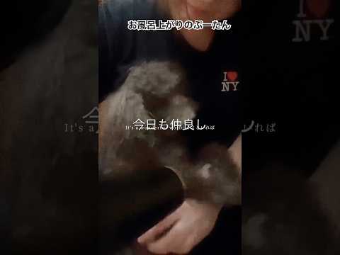 愛犬と入浴後のほっこりタイム♪ #50代 #トイプードル #犬のいる生活 #ショート #老犬