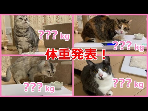 【ご報告】猫のあんなちゃんより体重測定の発表！関西弁おしゃべりペット