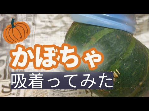 【吸着ってみた】かぼちゃ【コンバム】