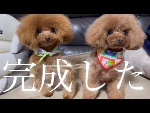 ついに完成！双子カットで高確率で見間違えるトイプードル親子🐩