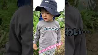 ばあちゃんの畑で芋掘りしたら…#shorts #育児 #子どものいる暮らし #芋掘り