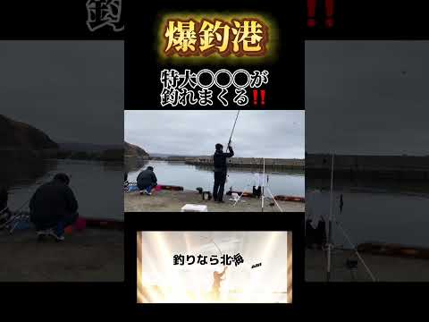 【北海道】【釣り】 「爆釣港」‼️2024.4.21(土)釣行