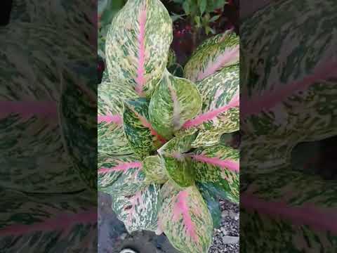 Beautiful Plants and Flowers #shortvideo #shortsvideo #shortsviral #shortsfeed #asmr #short #shorts