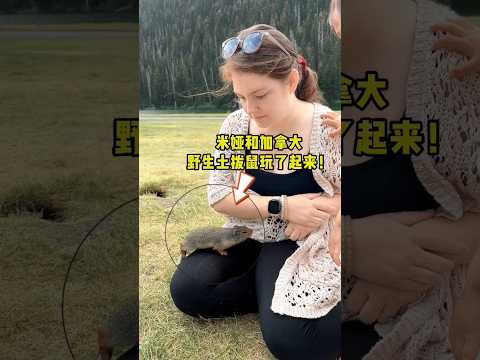 Mia lovePrairie Dog米娅呵4图4博鼠一起玩 #prairiedog #混血宝宝 #funny