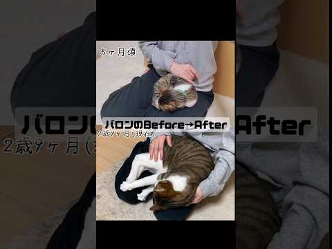 元保護猫のビフォーアフター#before #after #猫 #保護猫 #cat #可愛い