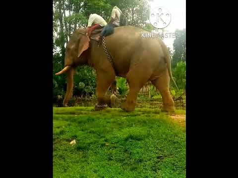 Elephant short video 👍 👍 me g