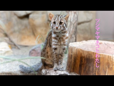 ツシマヤマネコとわたし。～ いのちの尊厳、野生動物と人間の共生 ～　　【オンラインイベント　見逃し配信】