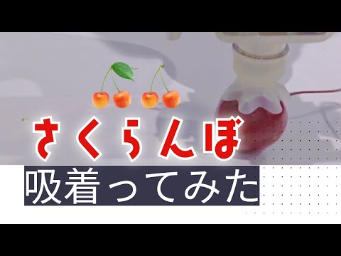 【吸着ってみた】さくらんぼ【コンバム】