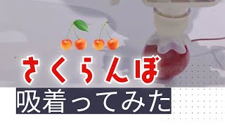 【吸着ってみた】さくらんぼ【コンバム】