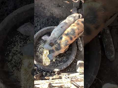 Feeding pigs broiler chicken feed #pigfarmvideo #farming