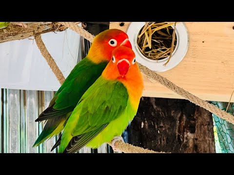 Smart lovebird Parrot || Parrot lovebirds eating vegetables🥬🌽🦜 #lovebird #birds #birdslover