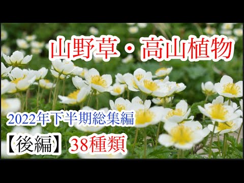 【山野草•高山植物】2022年総集編　後編38種類