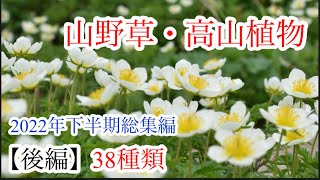 【山野草•高山植物】2022年総集編　後編38種類