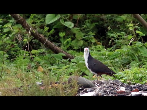 大鵬灣的白腹秧雞Amaurornis phoenicurus  （2024 08 06）