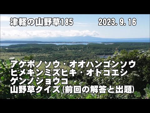 津軽の山野草185(ｱｹﾎﾞﾉｿｳ、ｵｵﾊﾝｺﾞﾝｿｳ、ﾋﾒｷﾝﾐｽﾞﾋｷ、ｵﾄｺｴｼ、ｹﾞﾝﾉｼｮｳｺ、山野草ｸｲｽﾞ)