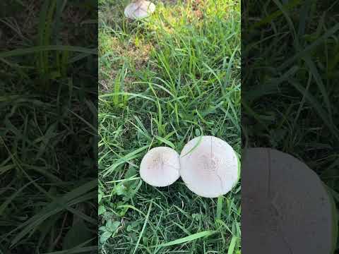 野生毒香菇🍄，第一次看到