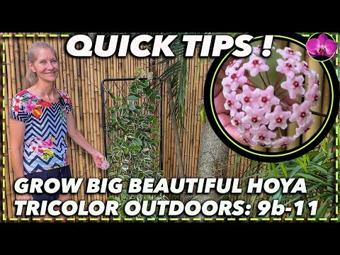 GROWING HOYA TRICOLOR OUTDOORS: A complete guide