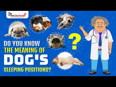 Dog Sleep Positions & Their Hidden Meanings!