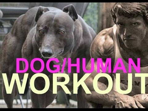 dog workout calisthenics no weights pitbull pit bull muscle bully conditioning ripped body building