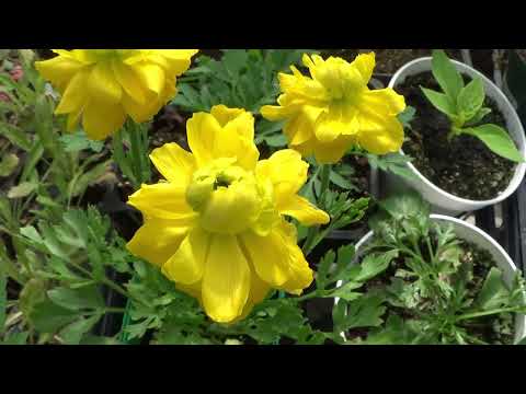 Ranunculus Seedlings Have Bloomed!!