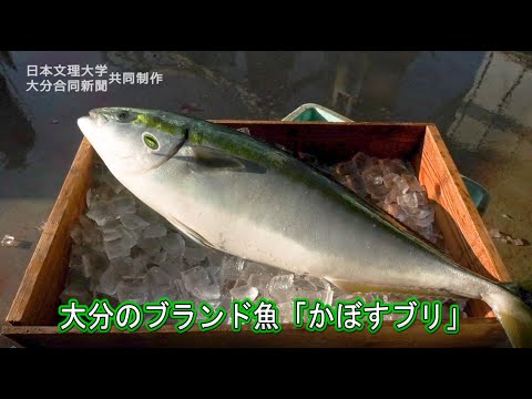 大分のブランド魚「かぼすブリ」