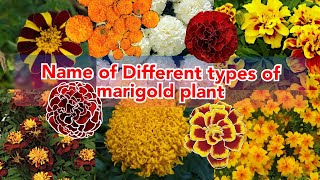 name of different types of marigold flowers, various mTypes of Marigolds to Brighten Up Your Garden,