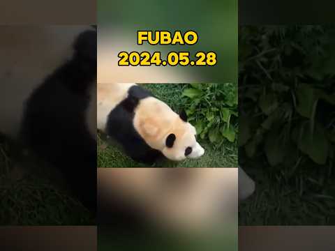 🐼FUBAO，2024.05.28